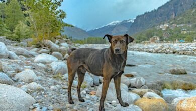 indian mutt multi variant