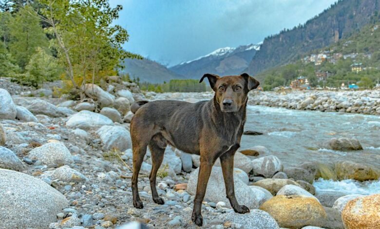 indian mutt multi variant